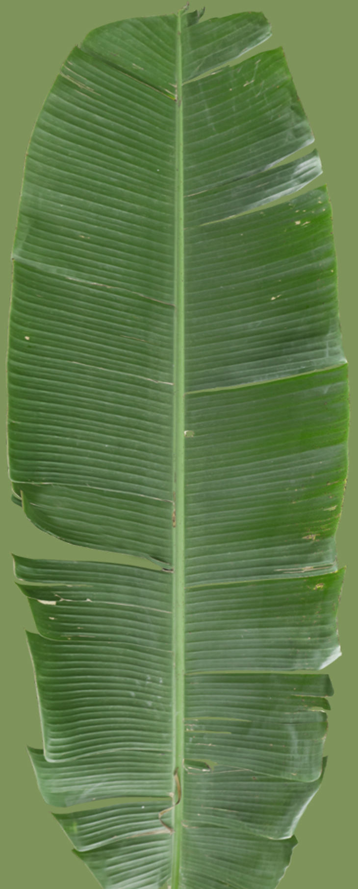 Mansion in the woods Free 3D model_13