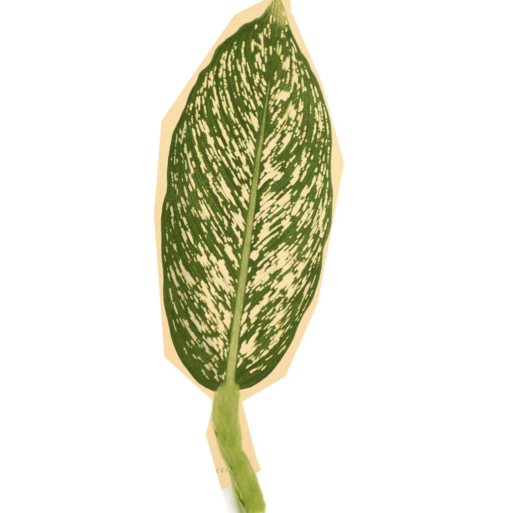 Mansion in the woods Free 3D model_5