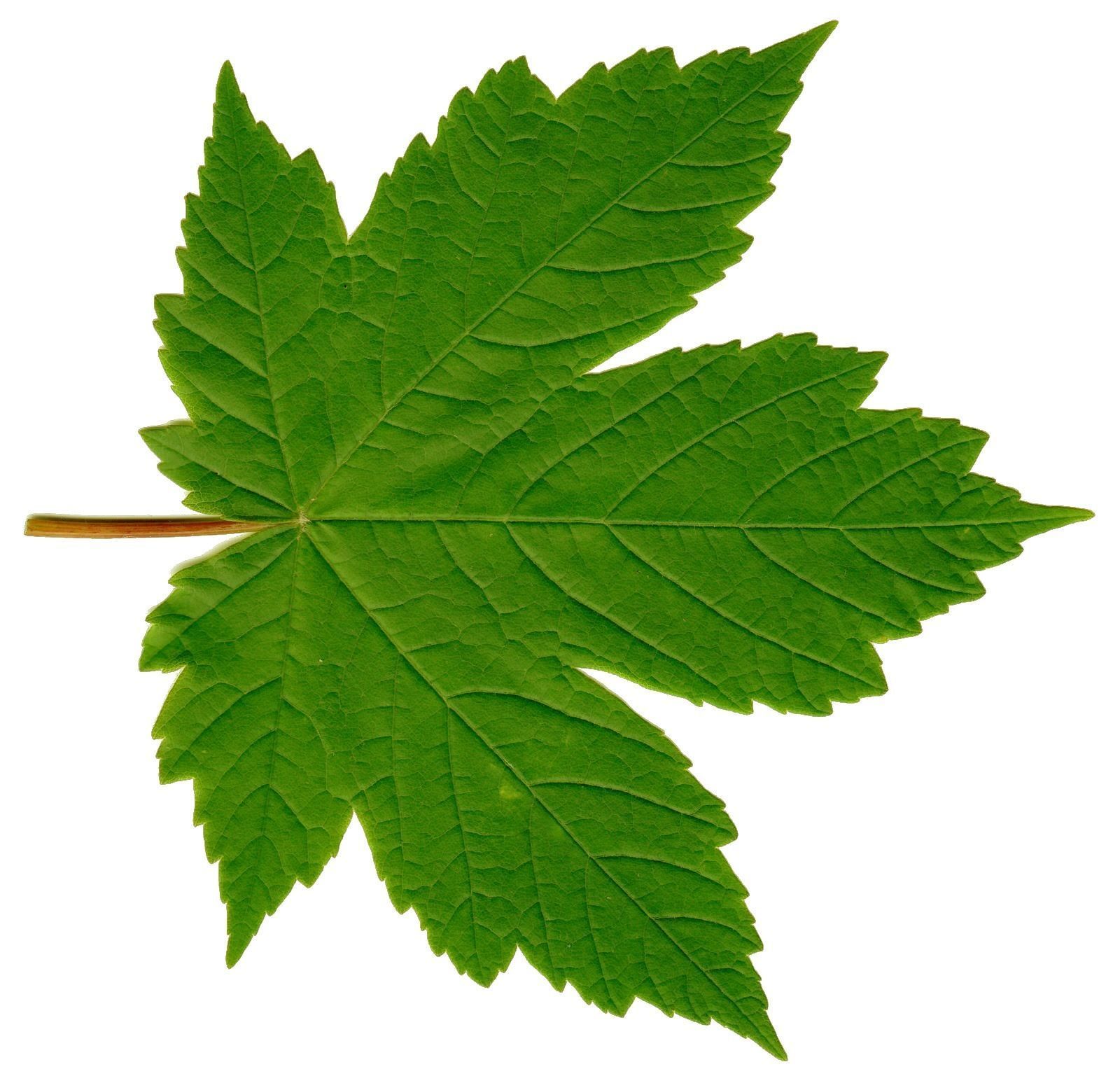 Mansion in the woods Free 3D model_27