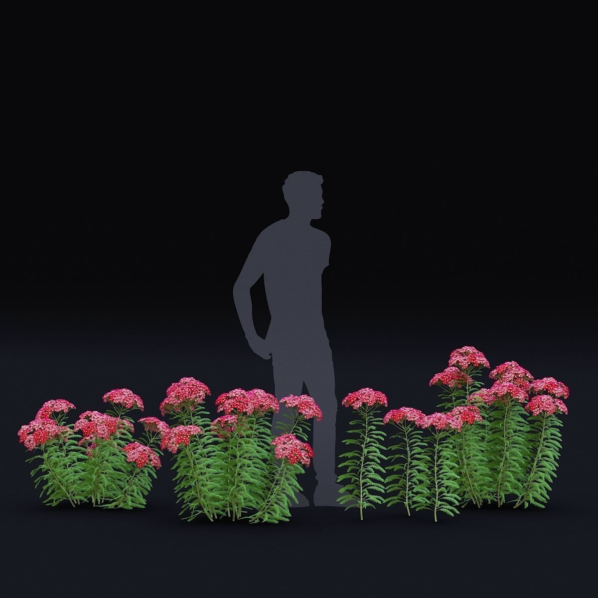 Achillea millefolium red 3D model_7