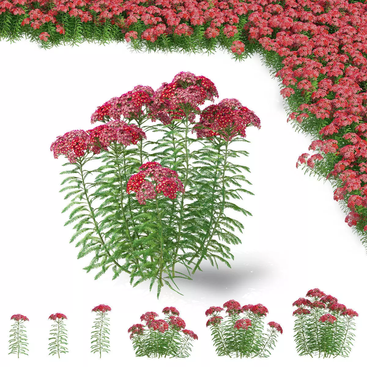 Achillea millefolium red 3D model_0