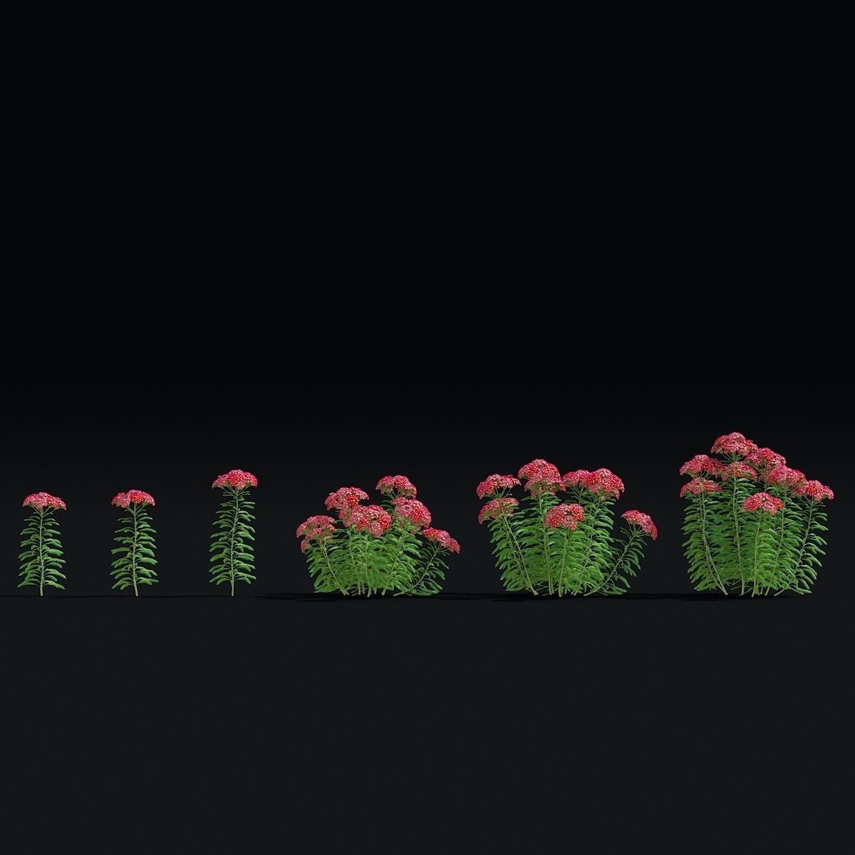 Achillea millefolium red 3D model_5