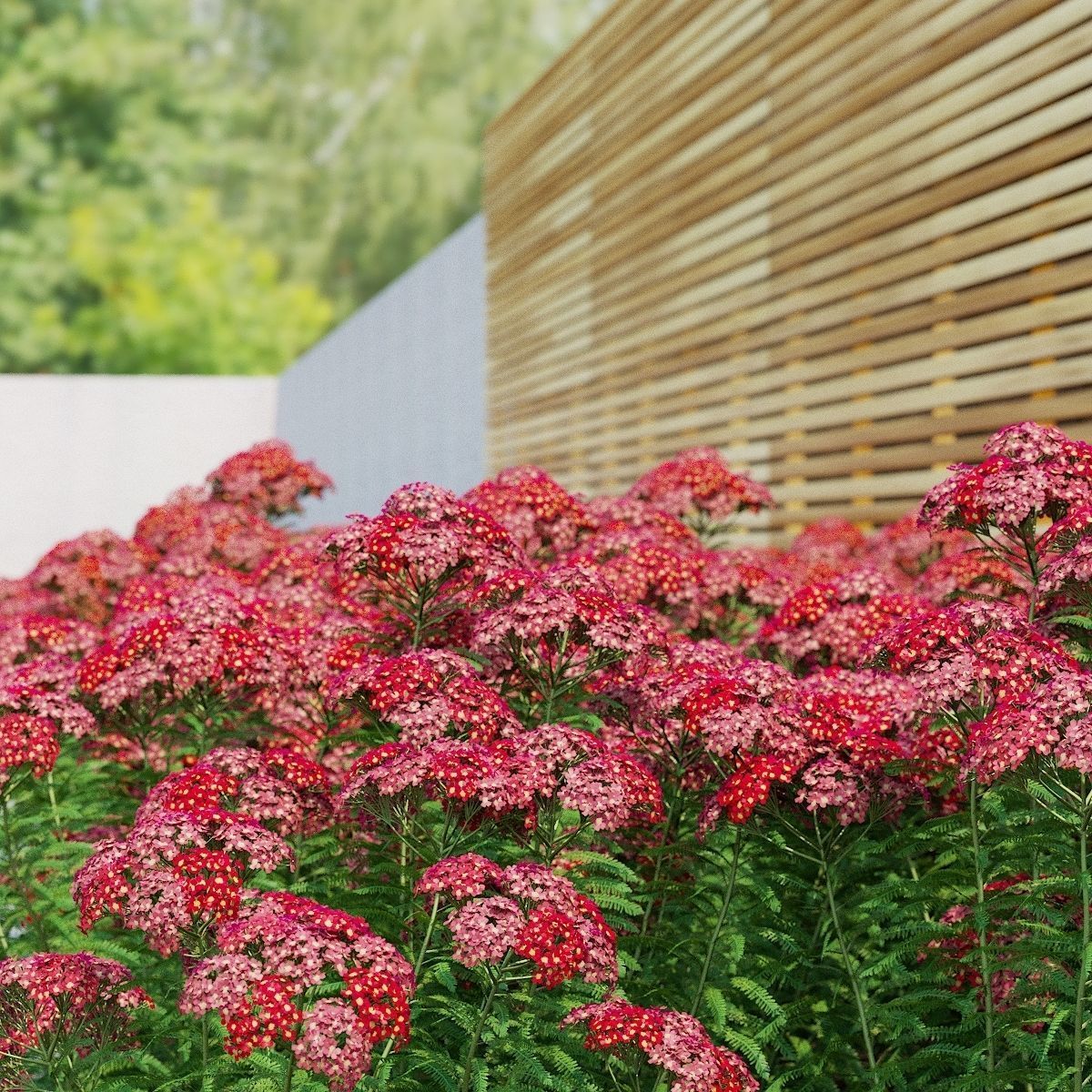 Achillea millefolium red 3D model_6