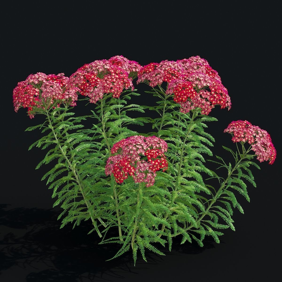 Achillea millefolium red 3D model_2