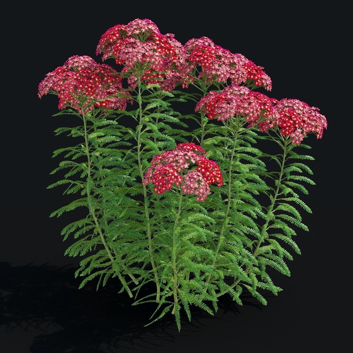 Achillea millefolium red 3D model_4