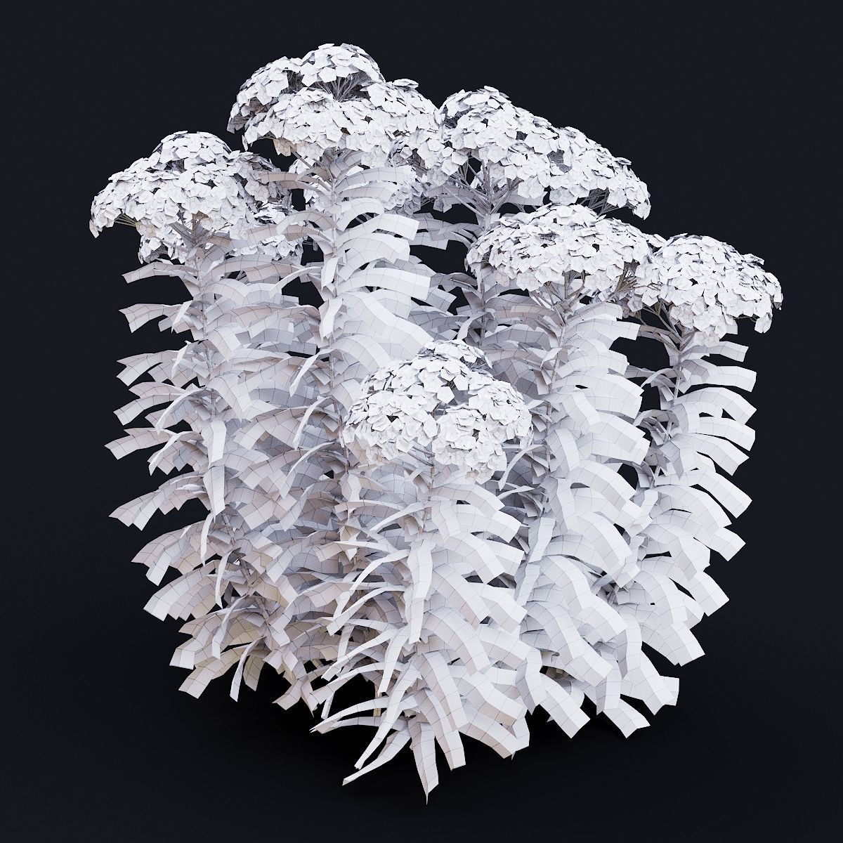 Achillea millefolium red 3D model_1