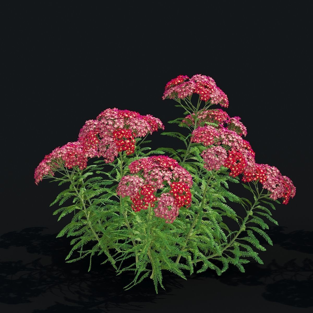 Achillea millefolium red 3D model_3