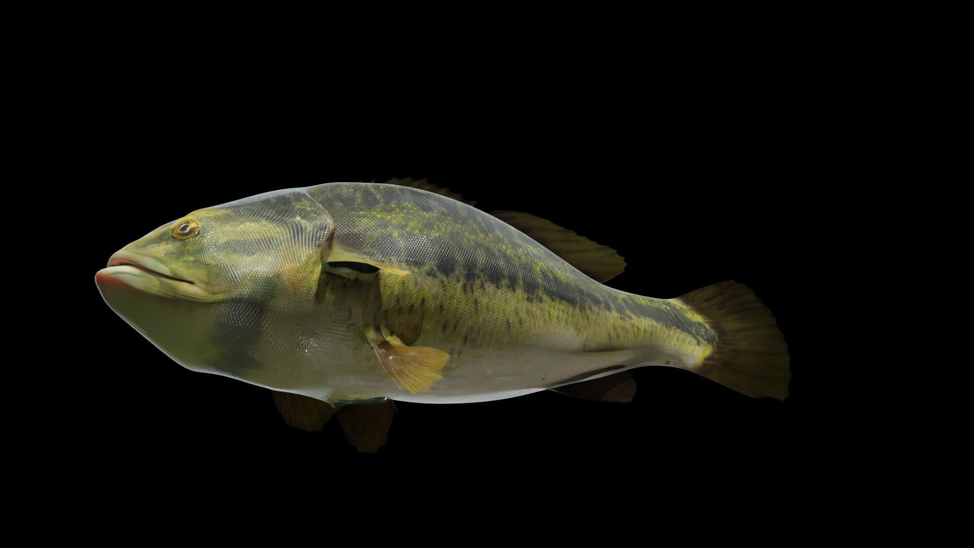 Lowpoly Largemouth Bass Low-poly 3D model_21