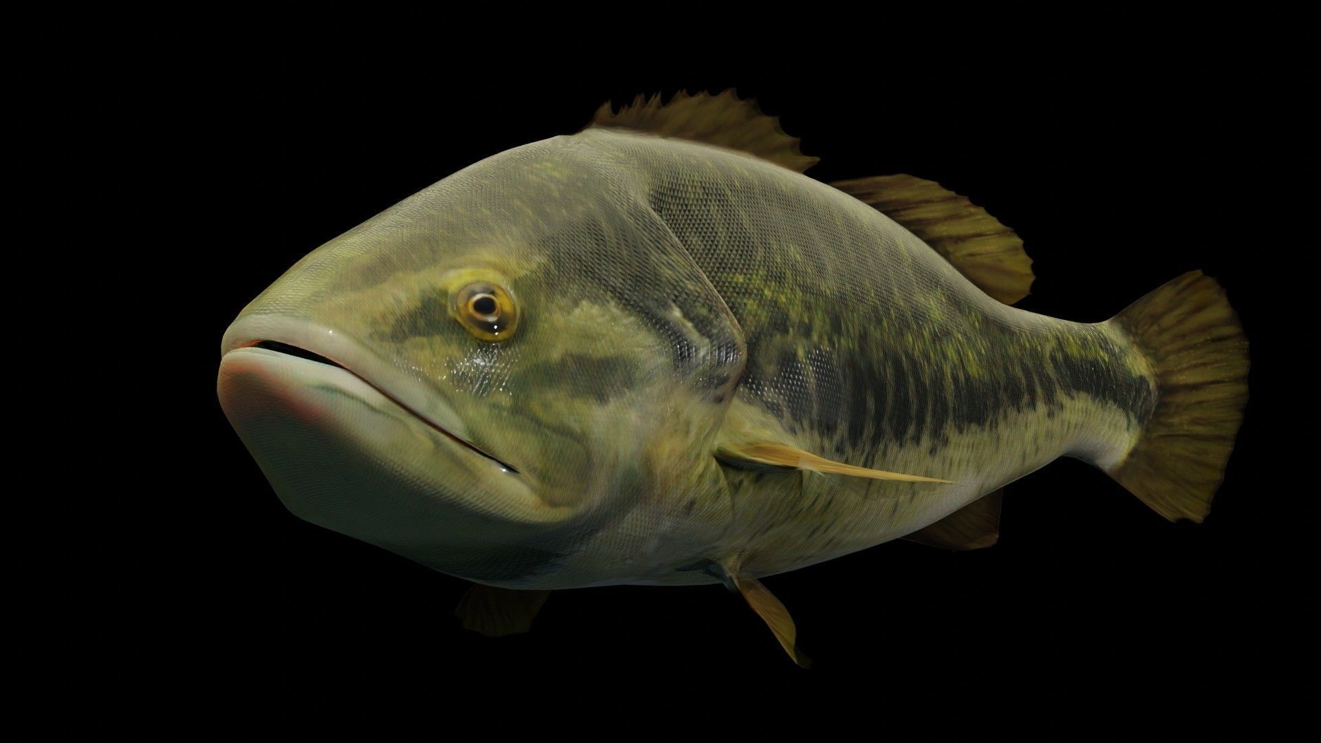 Lowpoly Largemouth Bass Low-poly 3D model_39