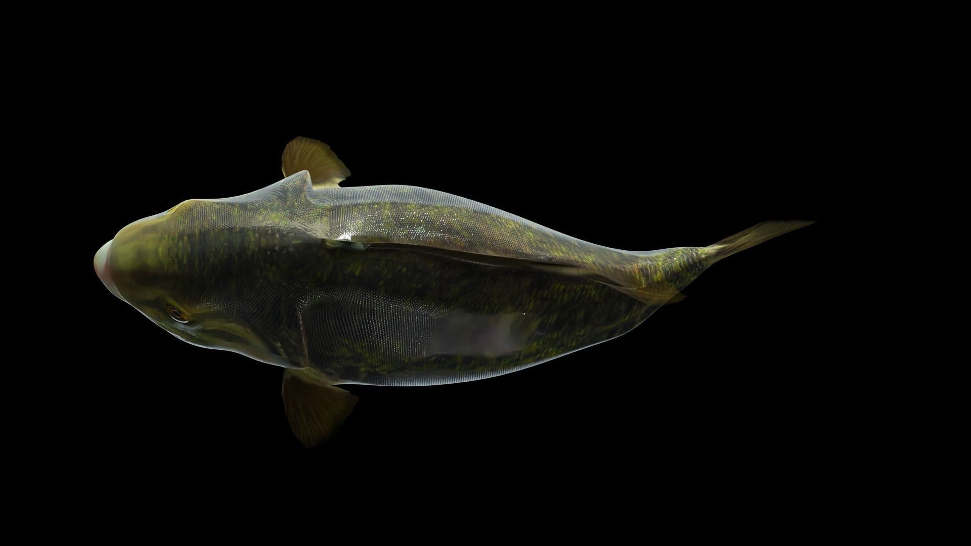 Lowpoly Largemouth Bass Low-poly 3D model_7