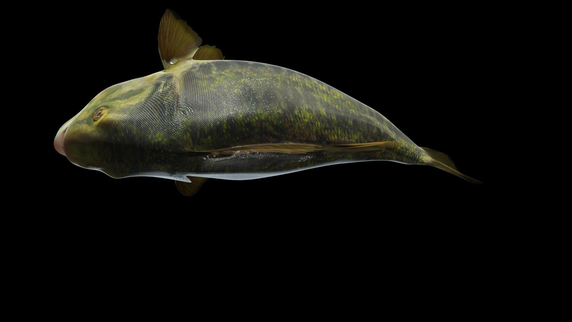 Lowpoly Largemouth Bass Low-poly 3D model_9