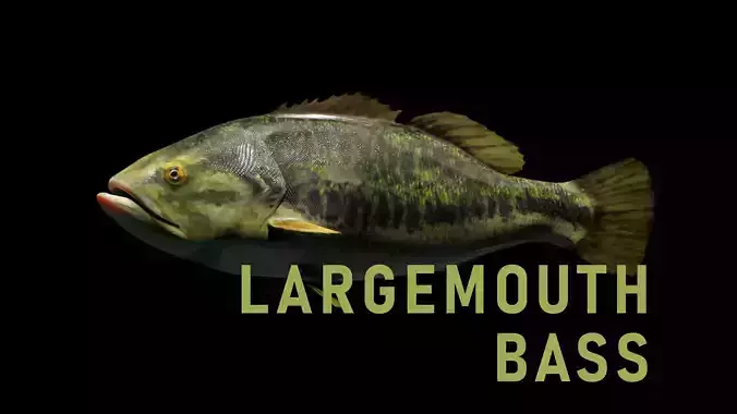 Lowpoly Largemouth Bass Low-poly 3D model