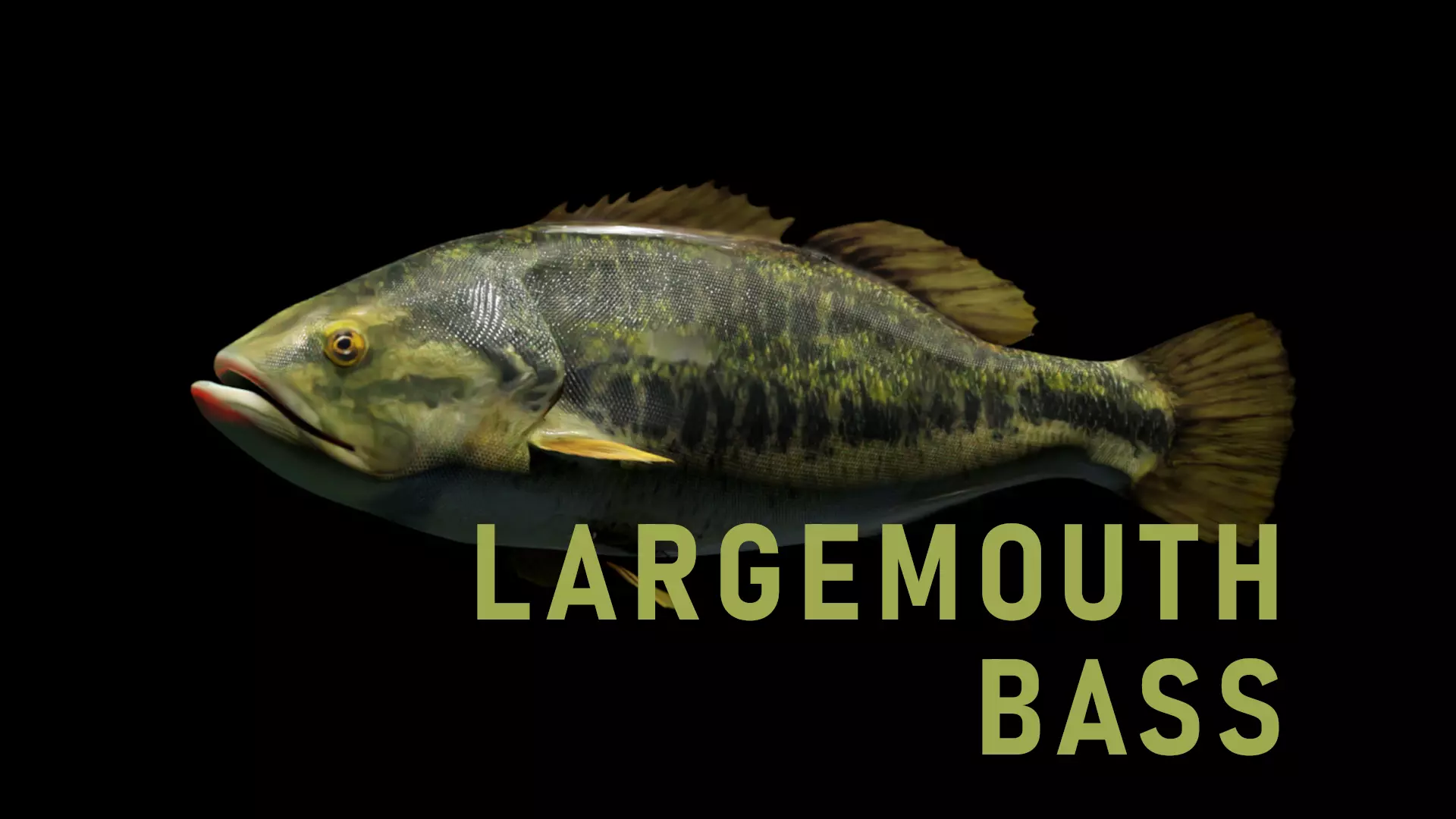 Lowpoly Largemouth Bass Low-poly 3D model_0