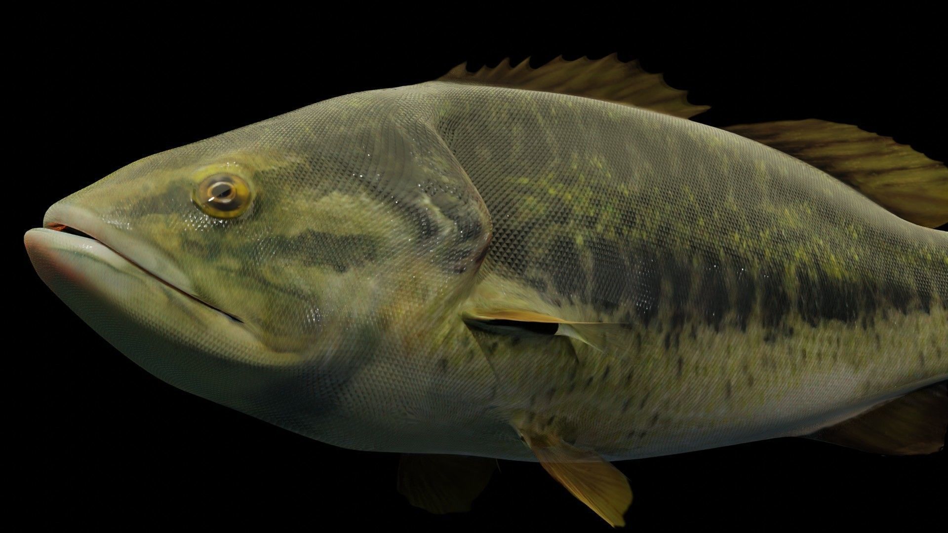 Lowpoly Largemouth Bass Low-poly 3D model_37