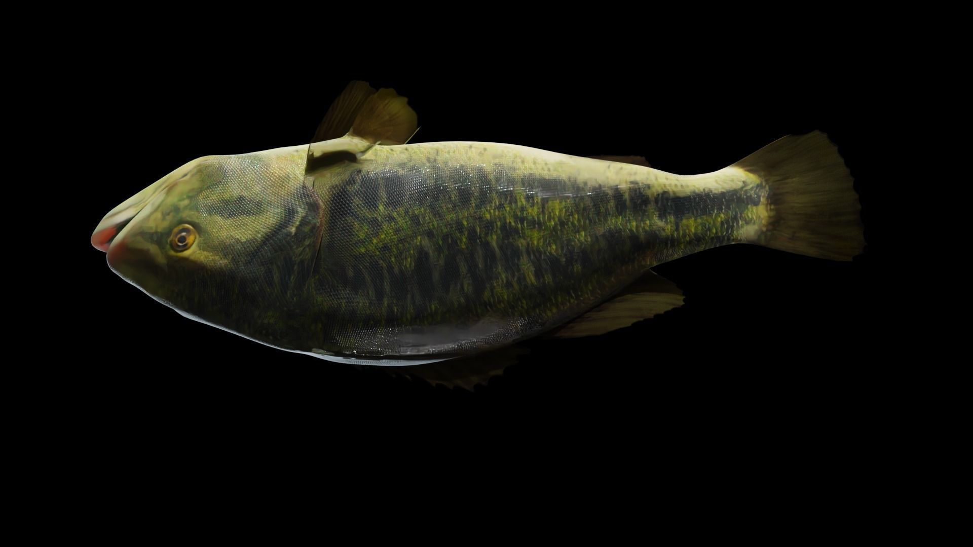 Lowpoly Largemouth Bass Low-poly 3D model_11