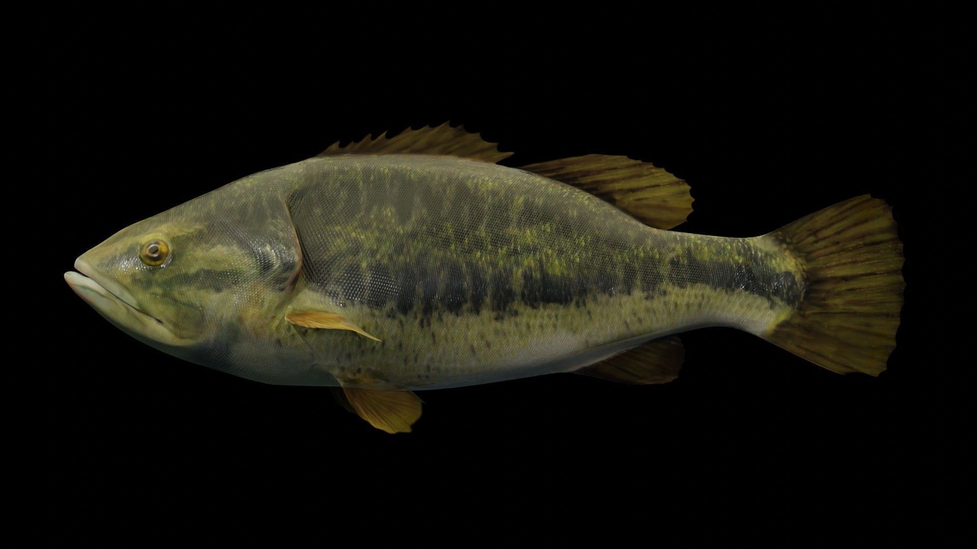 Lowpoly Largemouth Bass Low-poly 3D model_33