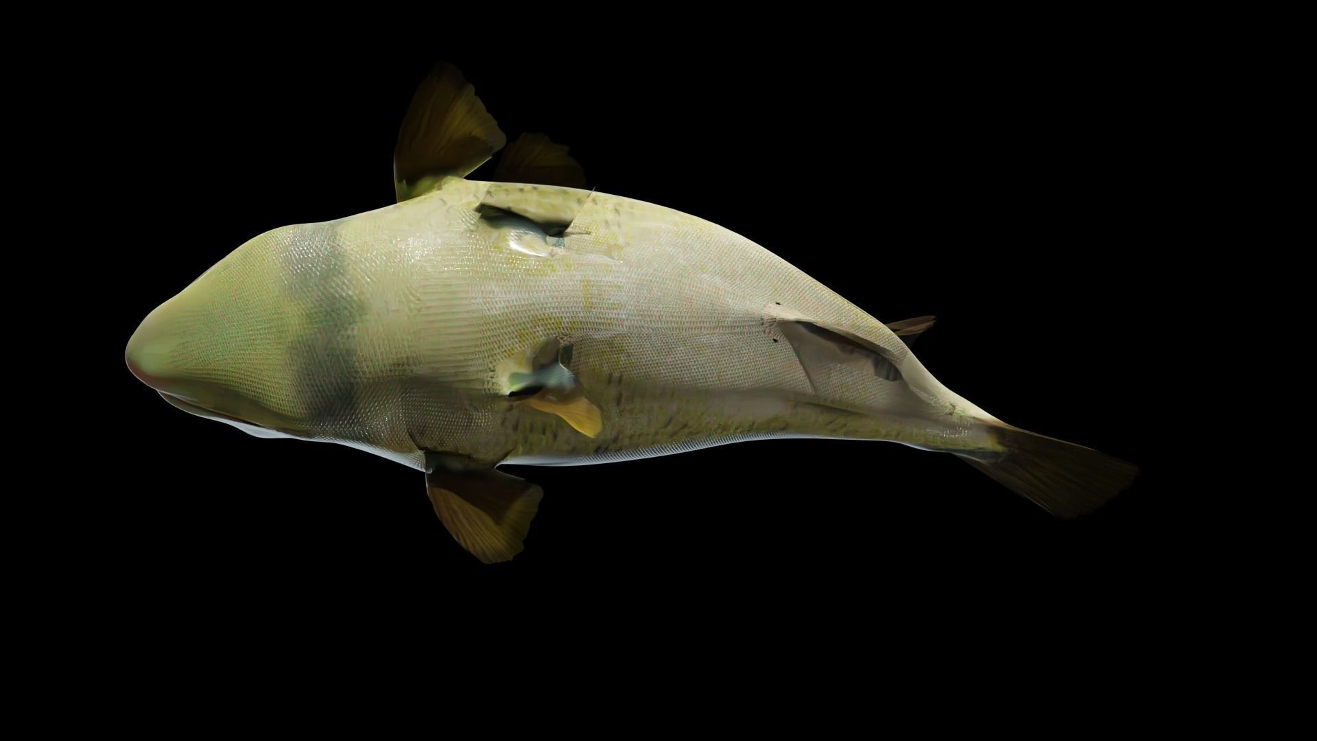 Lowpoly Largemouth Bass Low-poly 3D model_17