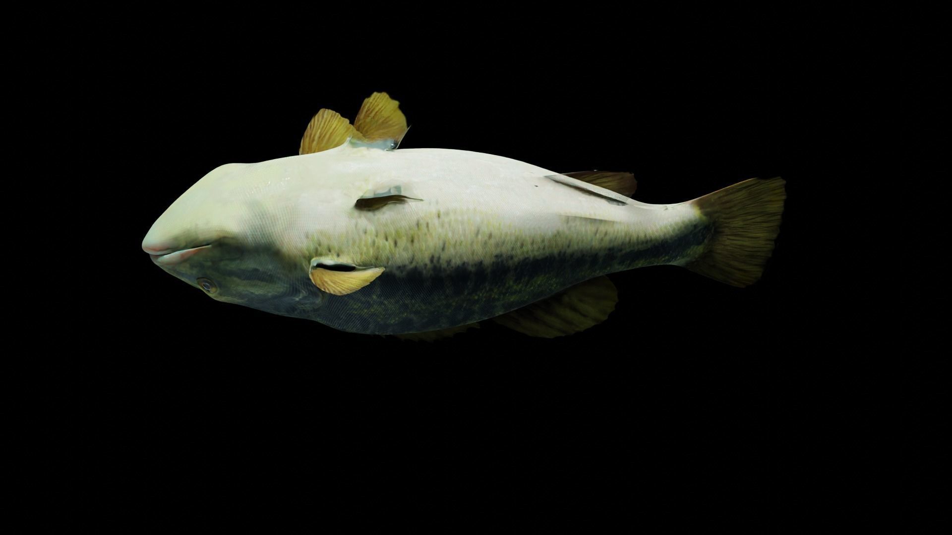 Lowpoly Largemouth Bass Low-poly 3D model_49