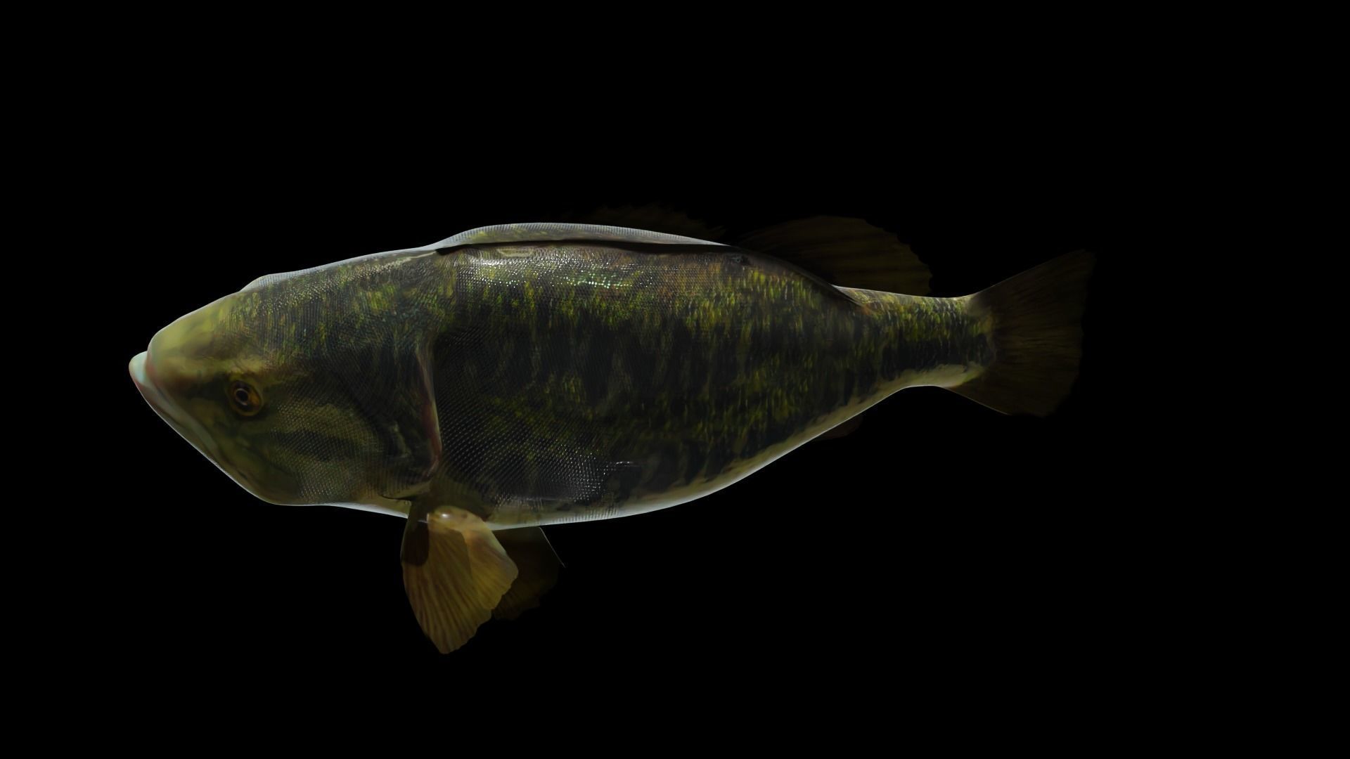 Lowpoly Largemouth Bass Low-poly 3D model_5