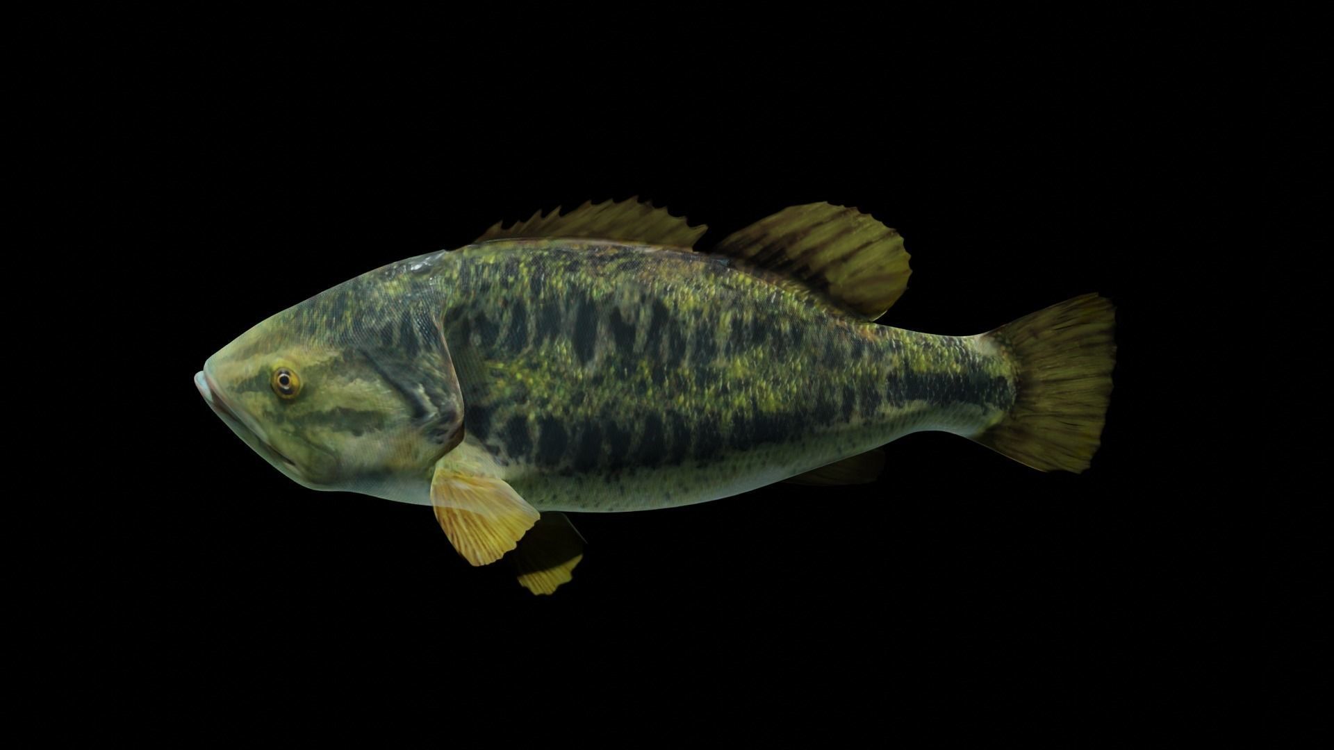Lowpoly Largemouth Bass Low-poly 3D model_46