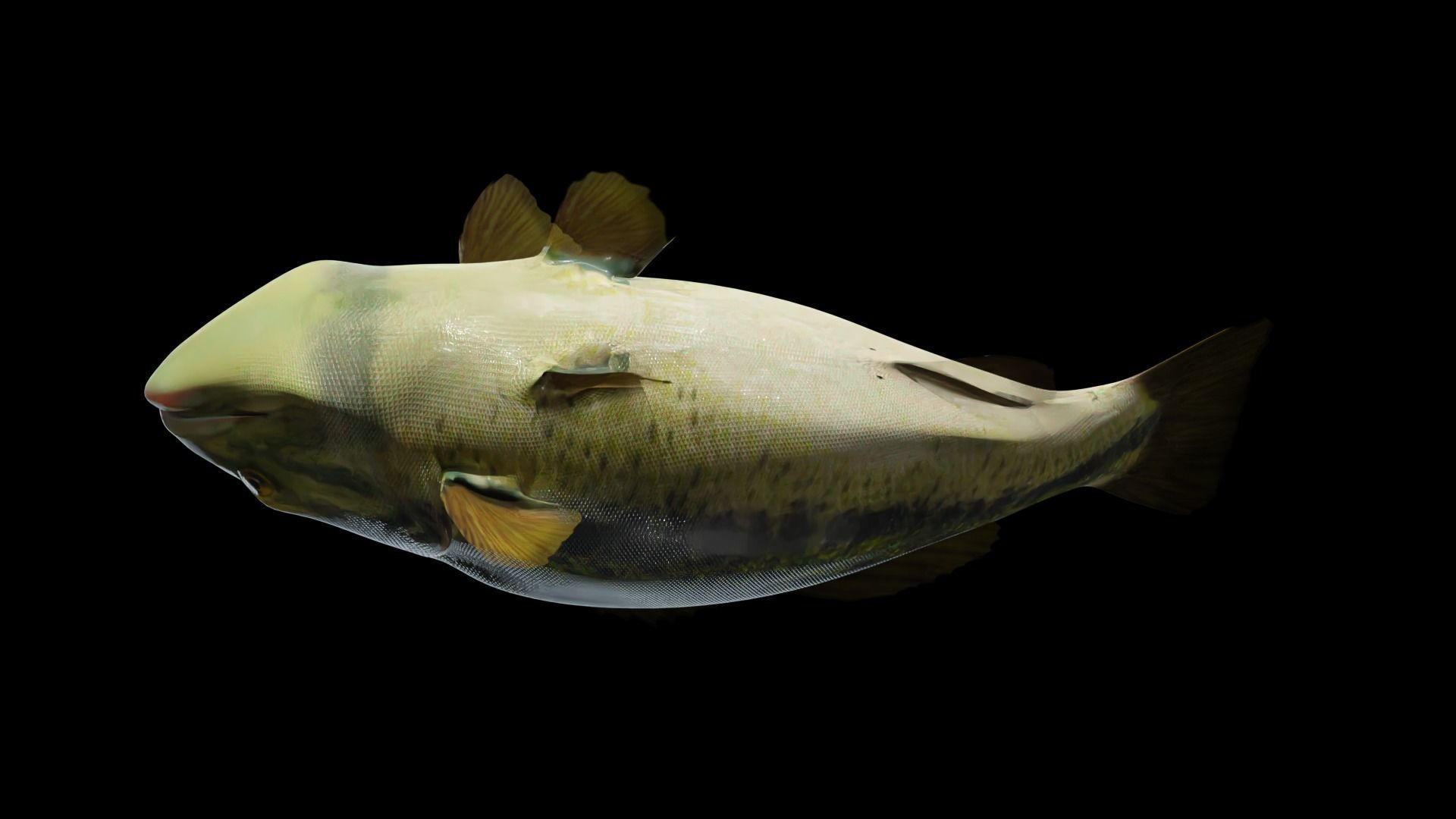 Lowpoly Largemouth Bass Low-poly 3D model_15