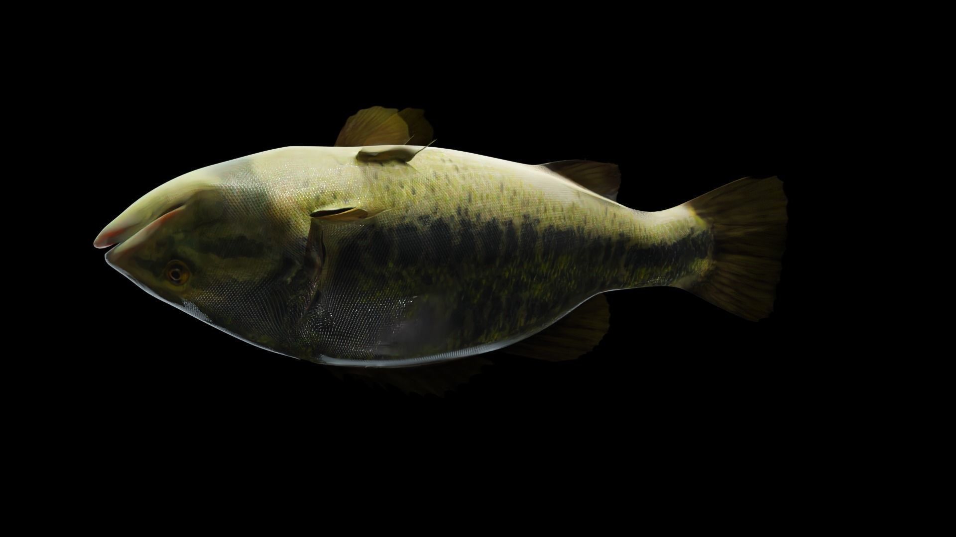 Lowpoly Largemouth Bass Low-poly 3D model_13