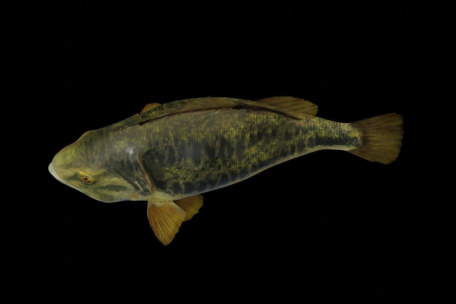 Lowpoly Largemouth Bass Low-poly 3D model_35
