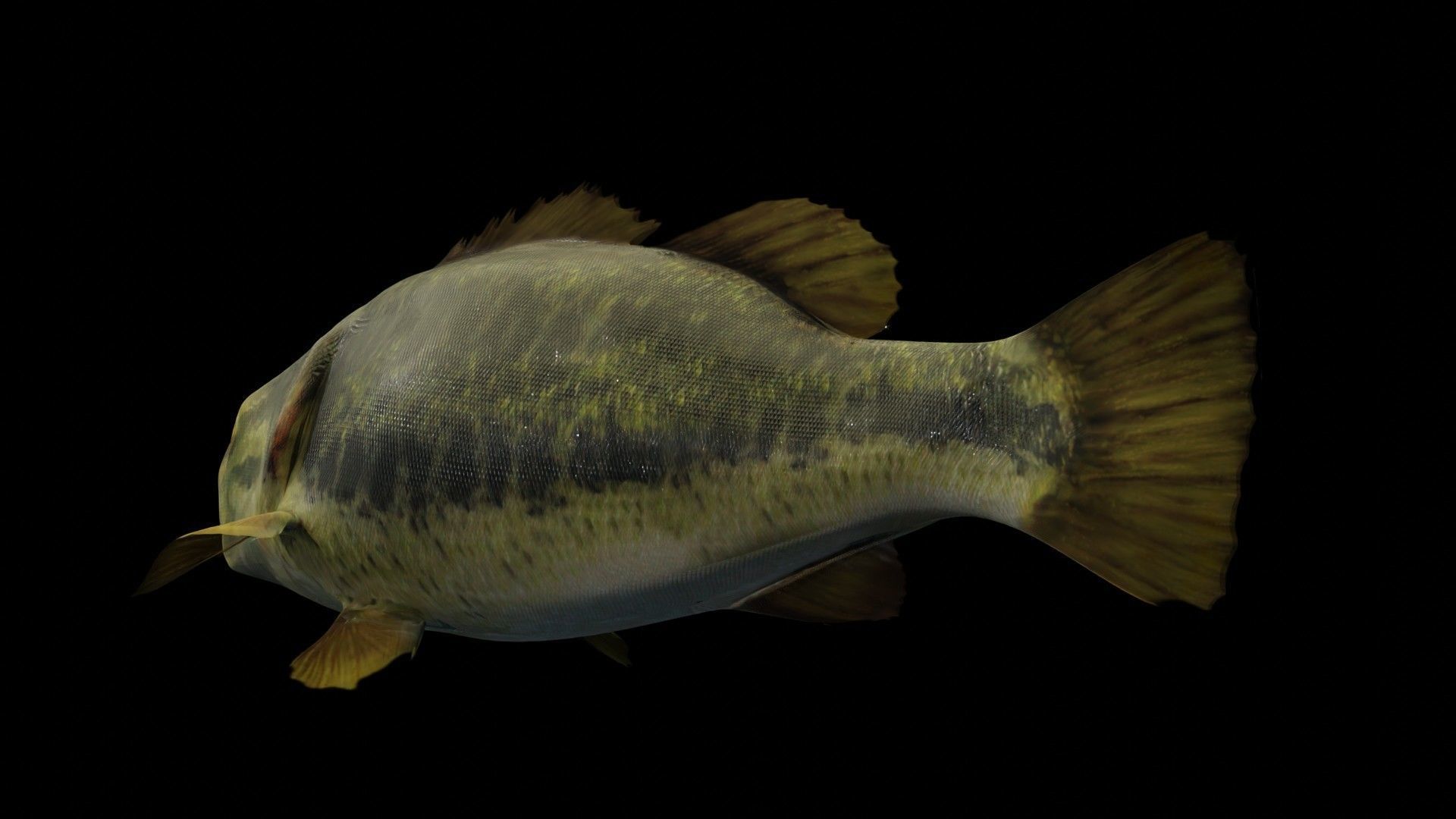Lowpoly Largemouth Bass Low-poly 3D model_43