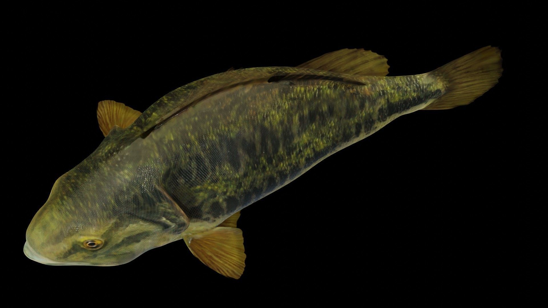 Lowpoly Largemouth Bass Low-poly 3D model_41