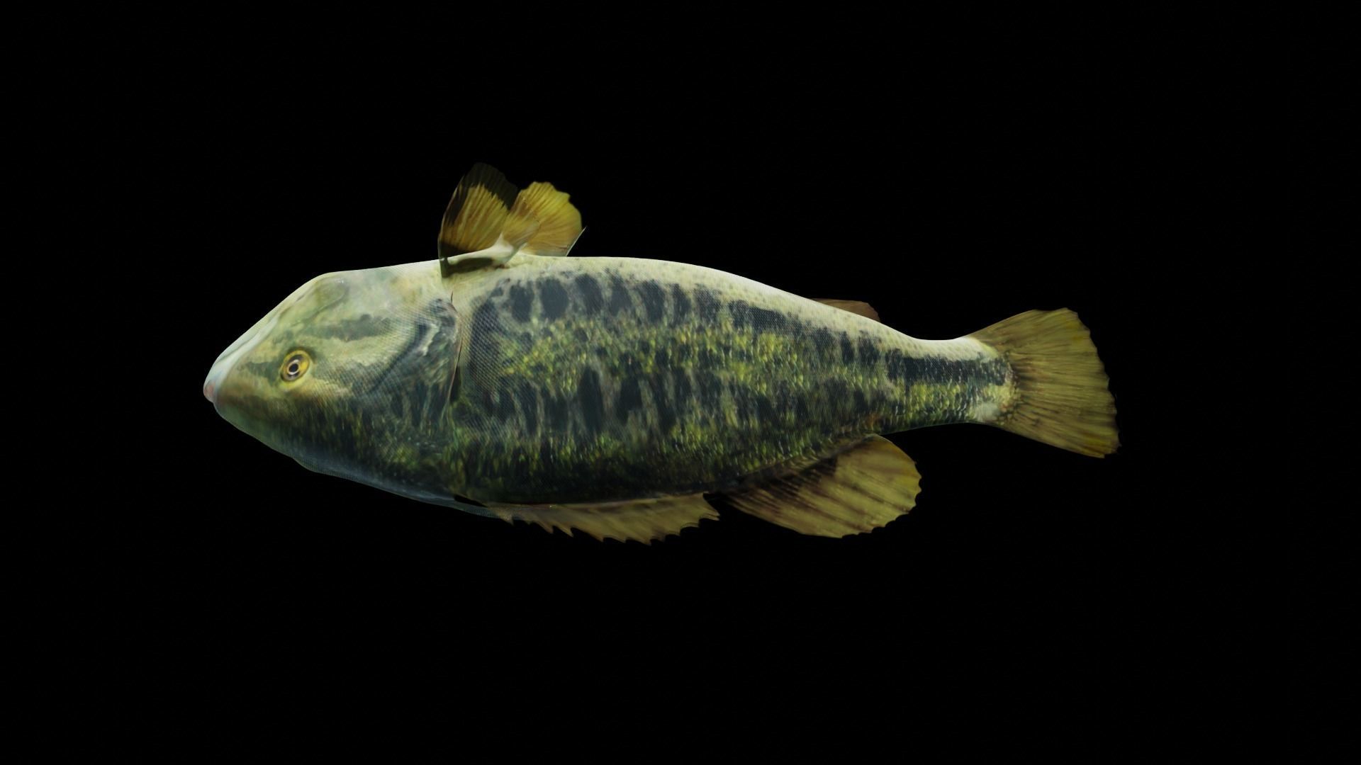 Lowpoly Largemouth Bass Low-poly 3D model_48