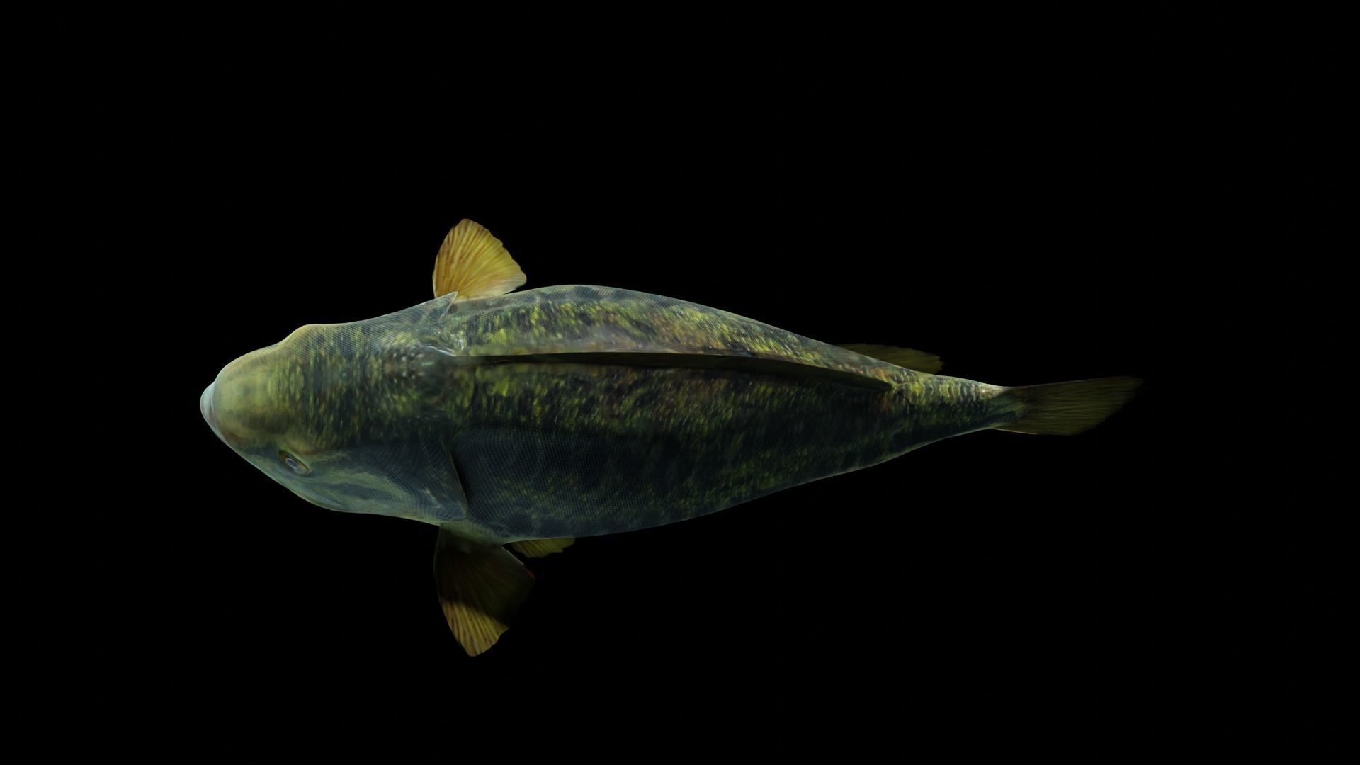 Lowpoly Largemouth Bass Low-poly 3D model_47