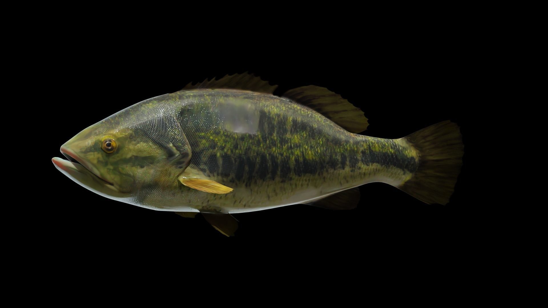 Lowpoly Largemouth Bass Low-poly 3D model_2