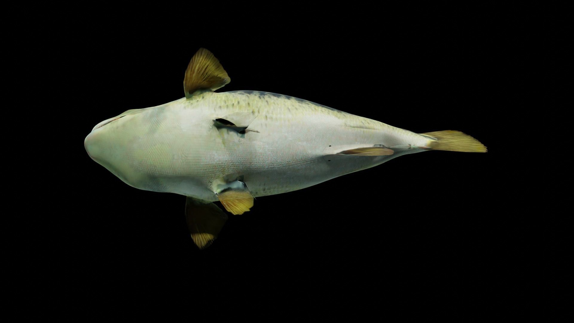 Lowpoly Largemouth Bass Low-poly 3D model_50