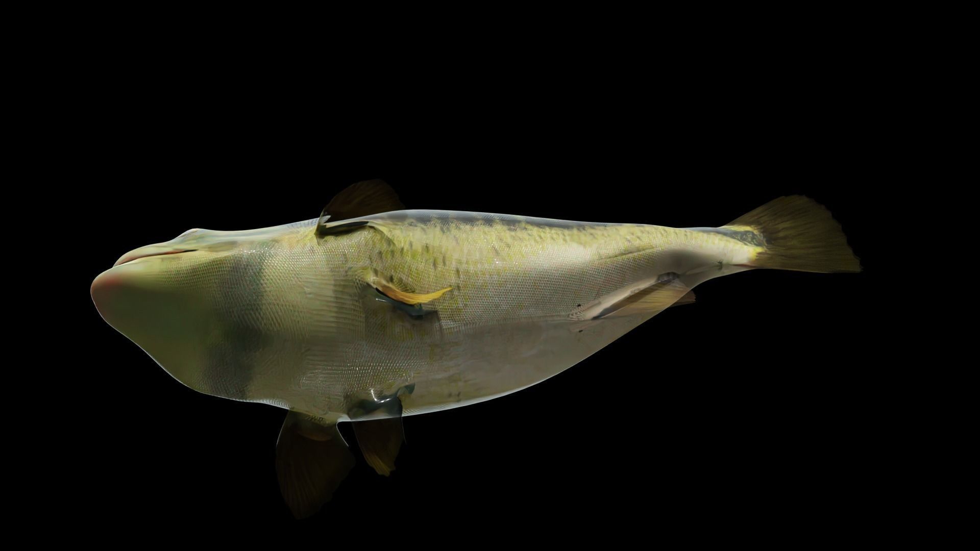 Lowpoly Largemouth Bass Low-poly 3D model_19