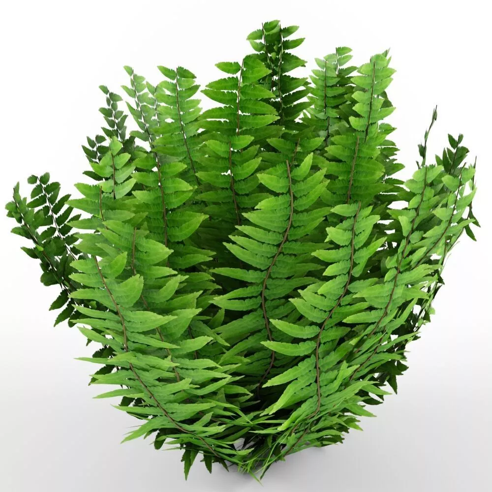 plant fern Free 3D model