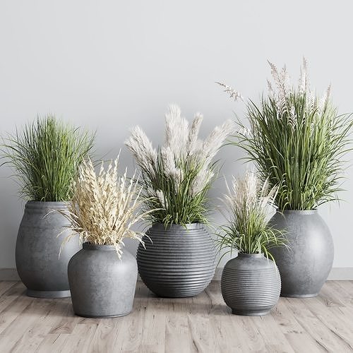plant SET pampas grass flowerpot outdoor plant 128 3D model