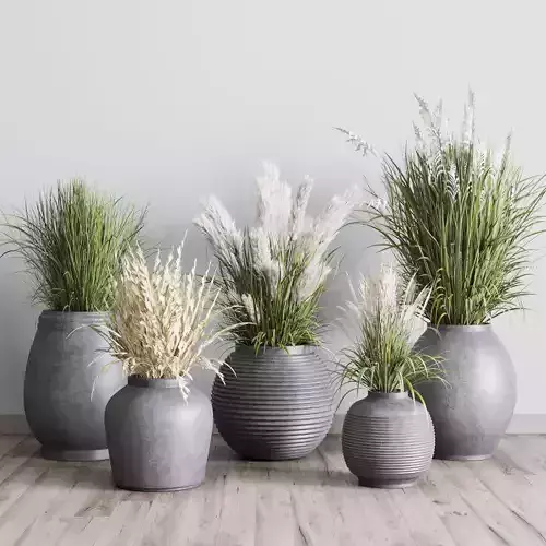 plant SET pampas grass flowerpot outdoor plant 128