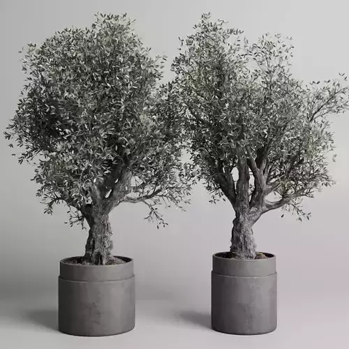 Collection outdoor plant 129 pot old olive tree concrete old