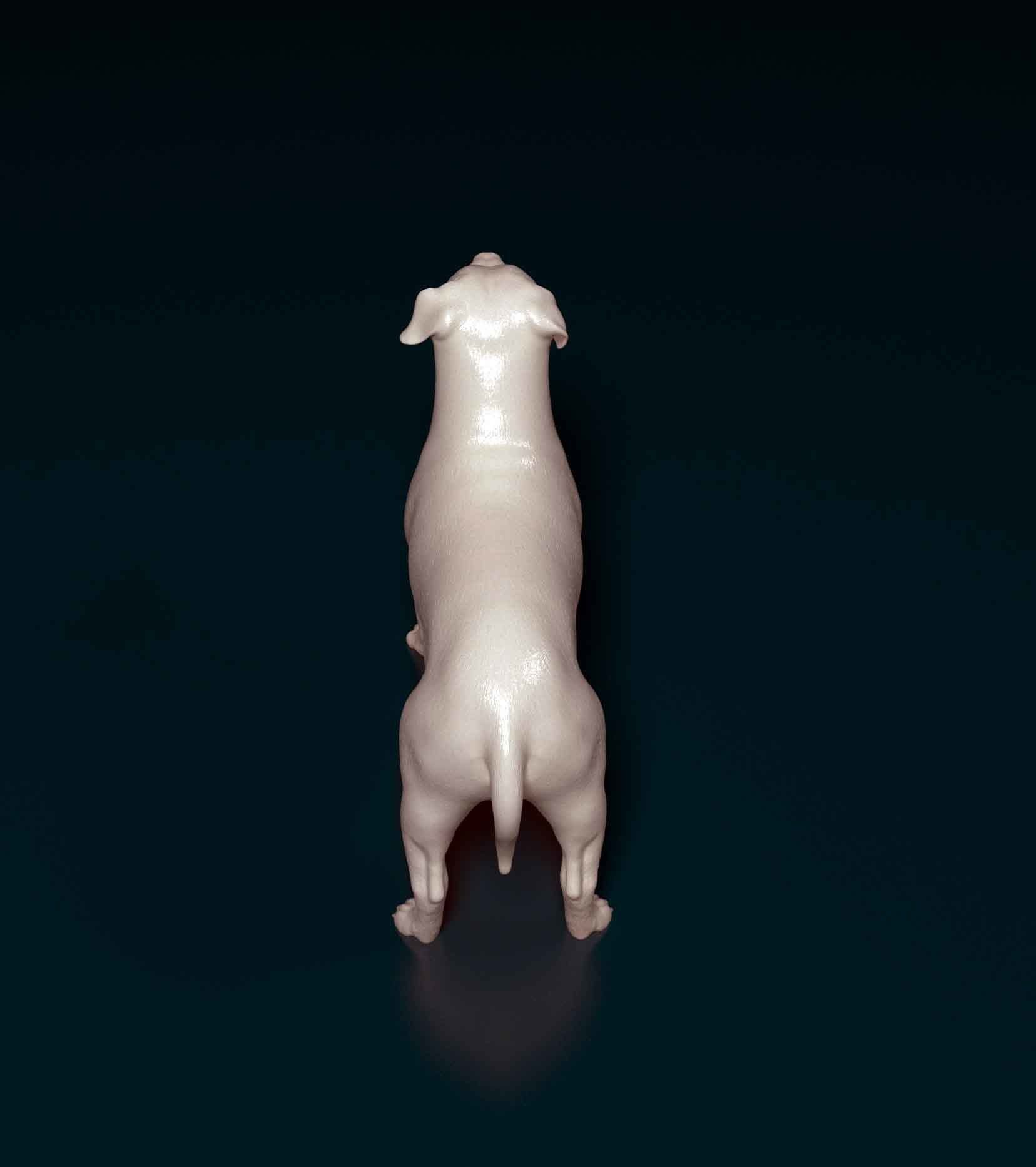 Pit Bull terrier 3D print model_3