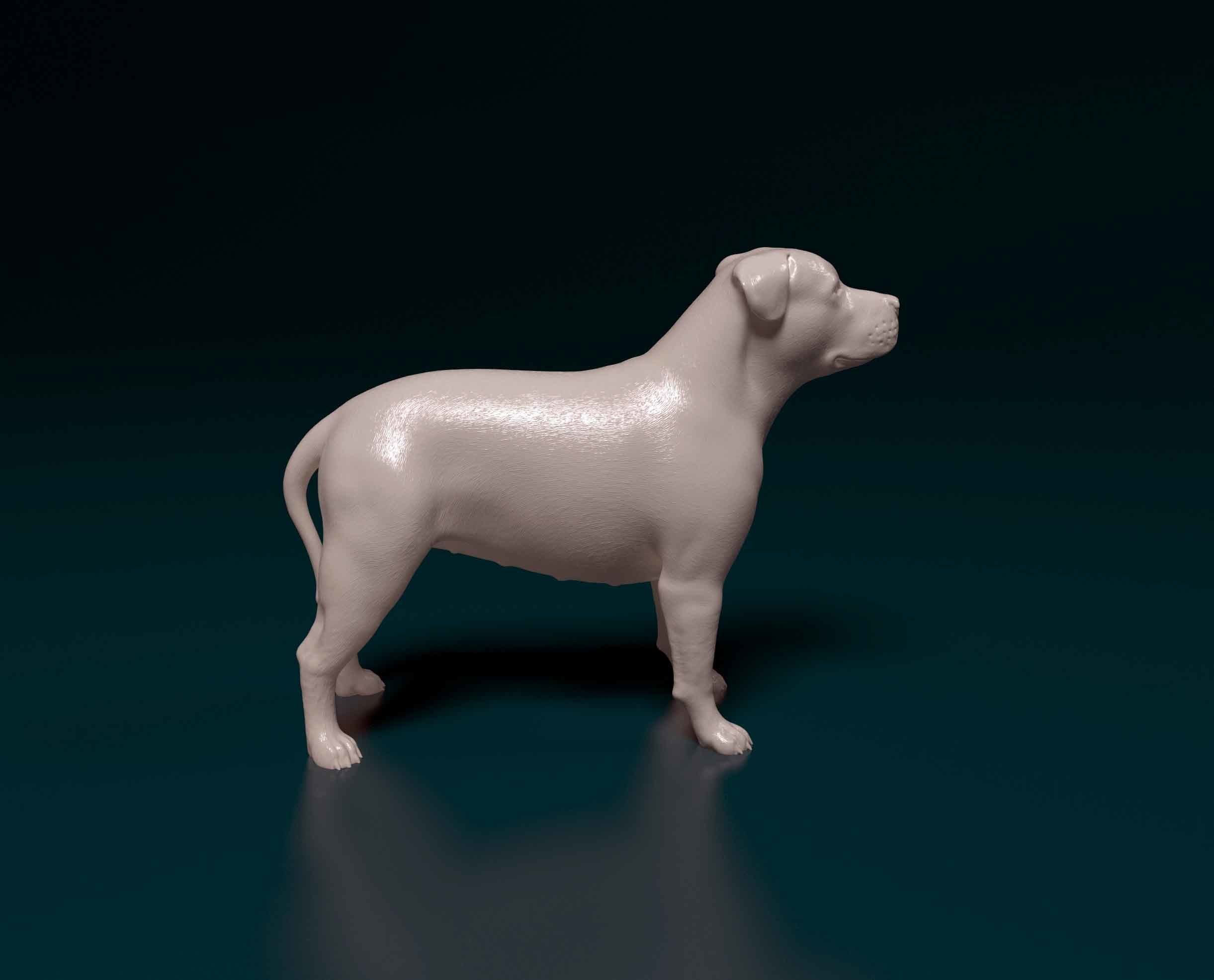 Pit Bull terrier 3D print model_1