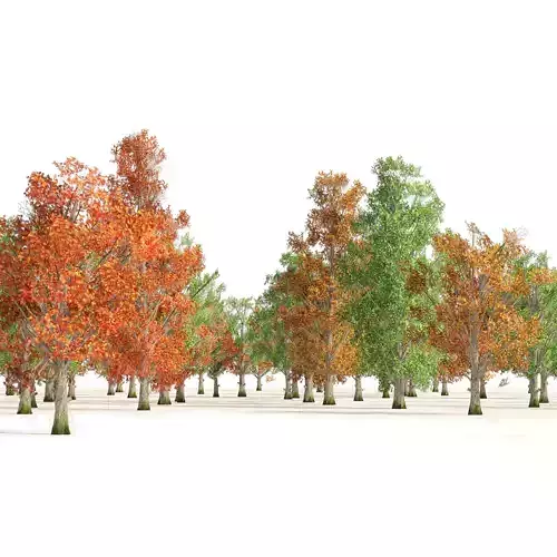 Acer Saccharum summer autumn forest trees Low-poly 3D model