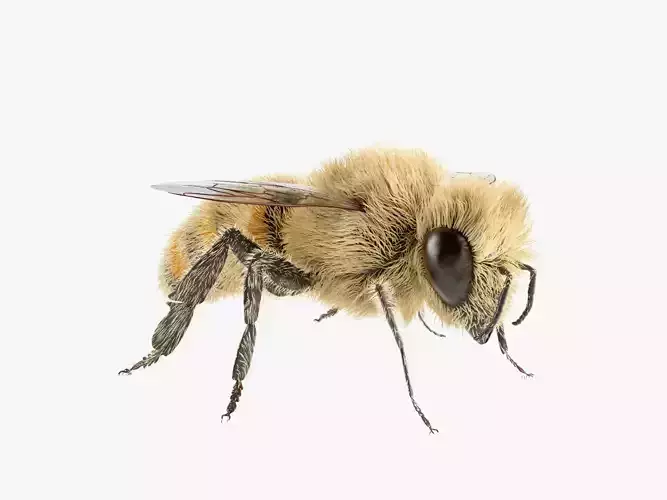 Realistic Honey Bee