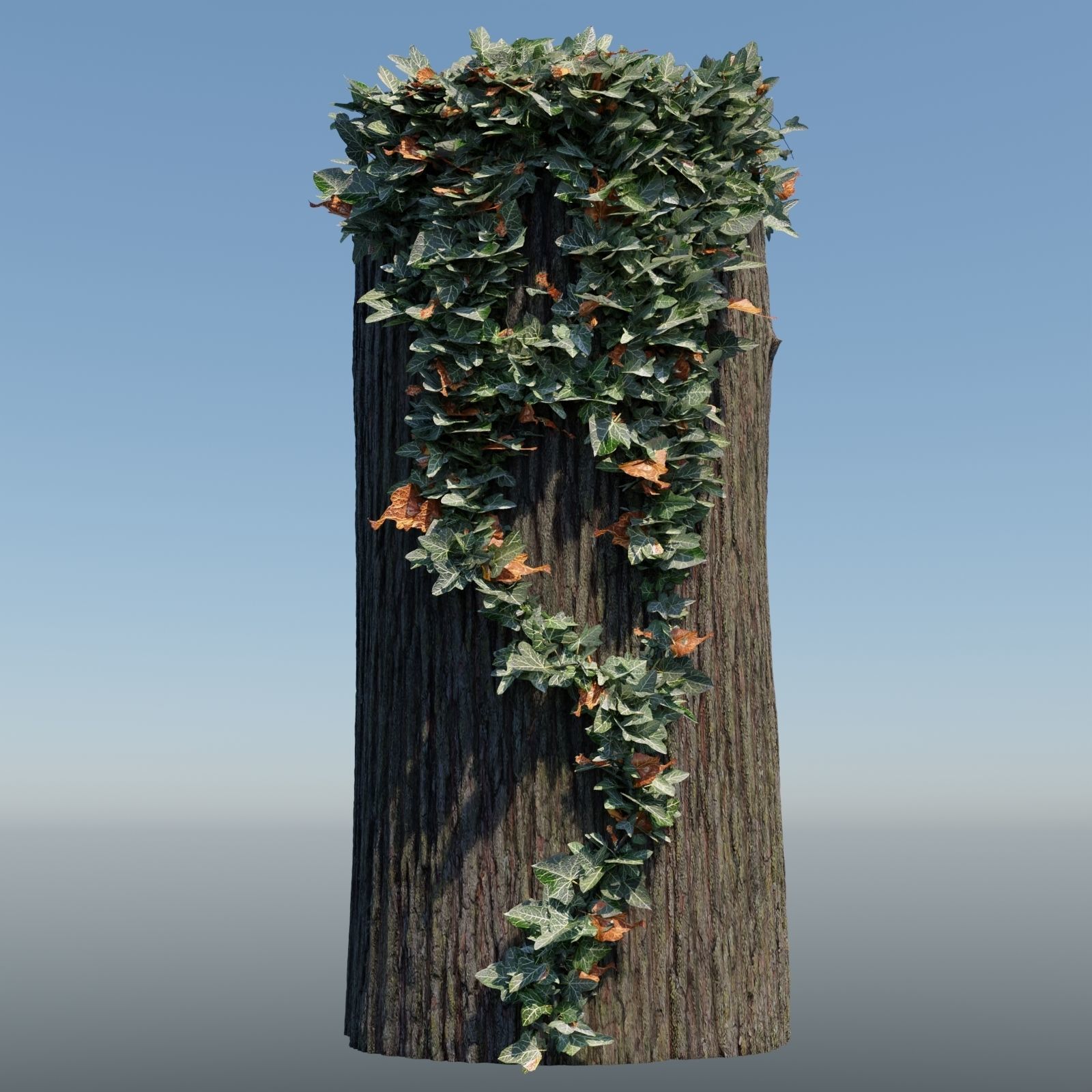 English Ivy - Hedera Helix - HD Asset Low-poly 3D model_6
