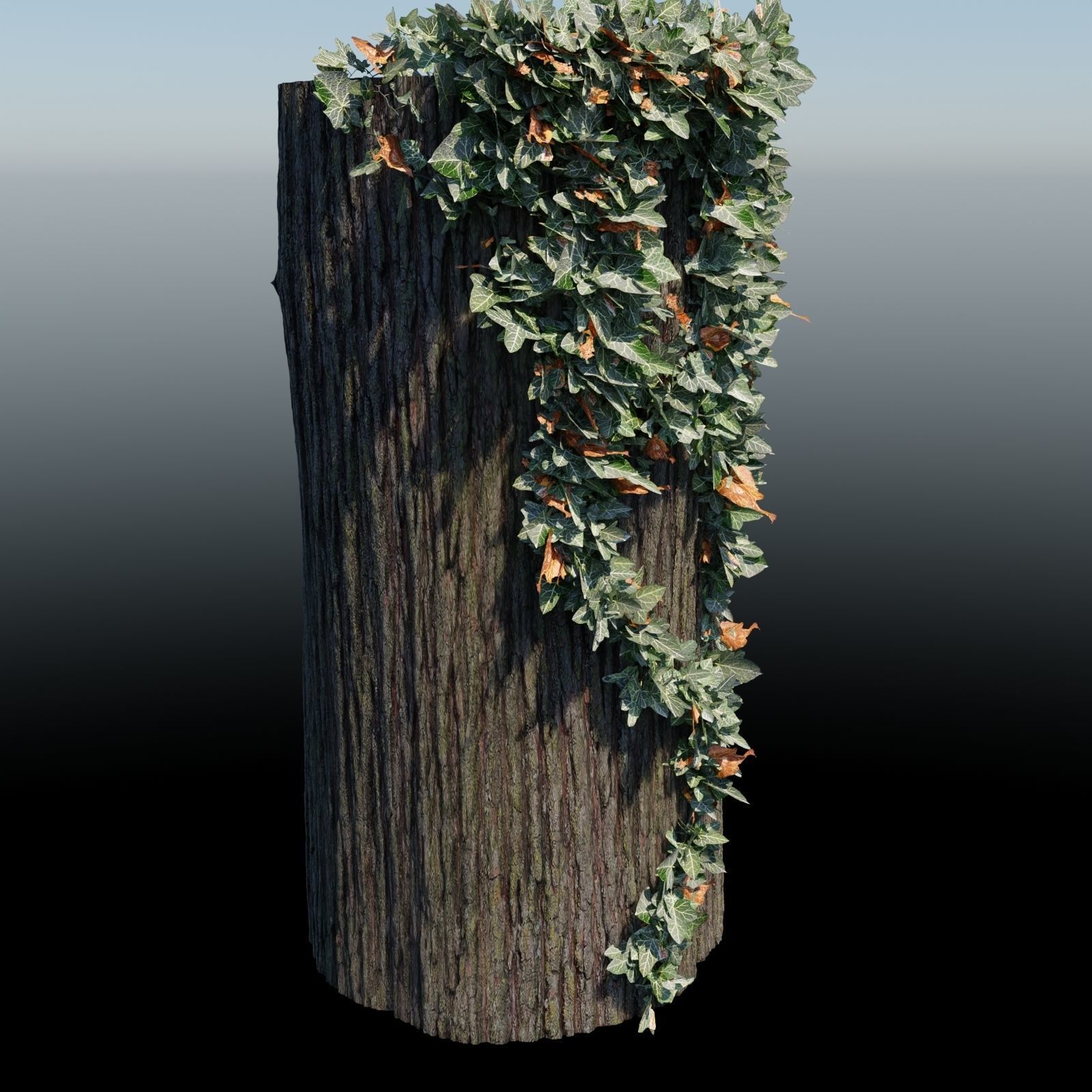 English Ivy - Hedera Helix - HD Asset Low-poly 3D model_1