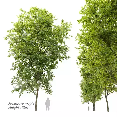 Sycamore maple 3D model