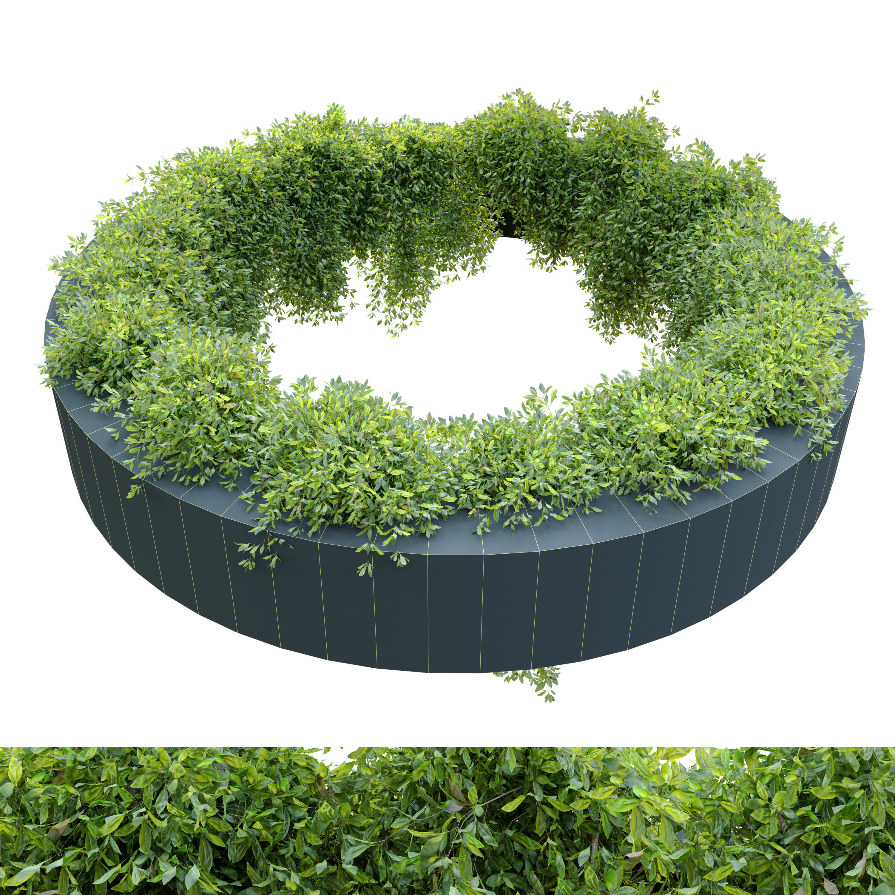 Circular shaped ivy 3D model_4
