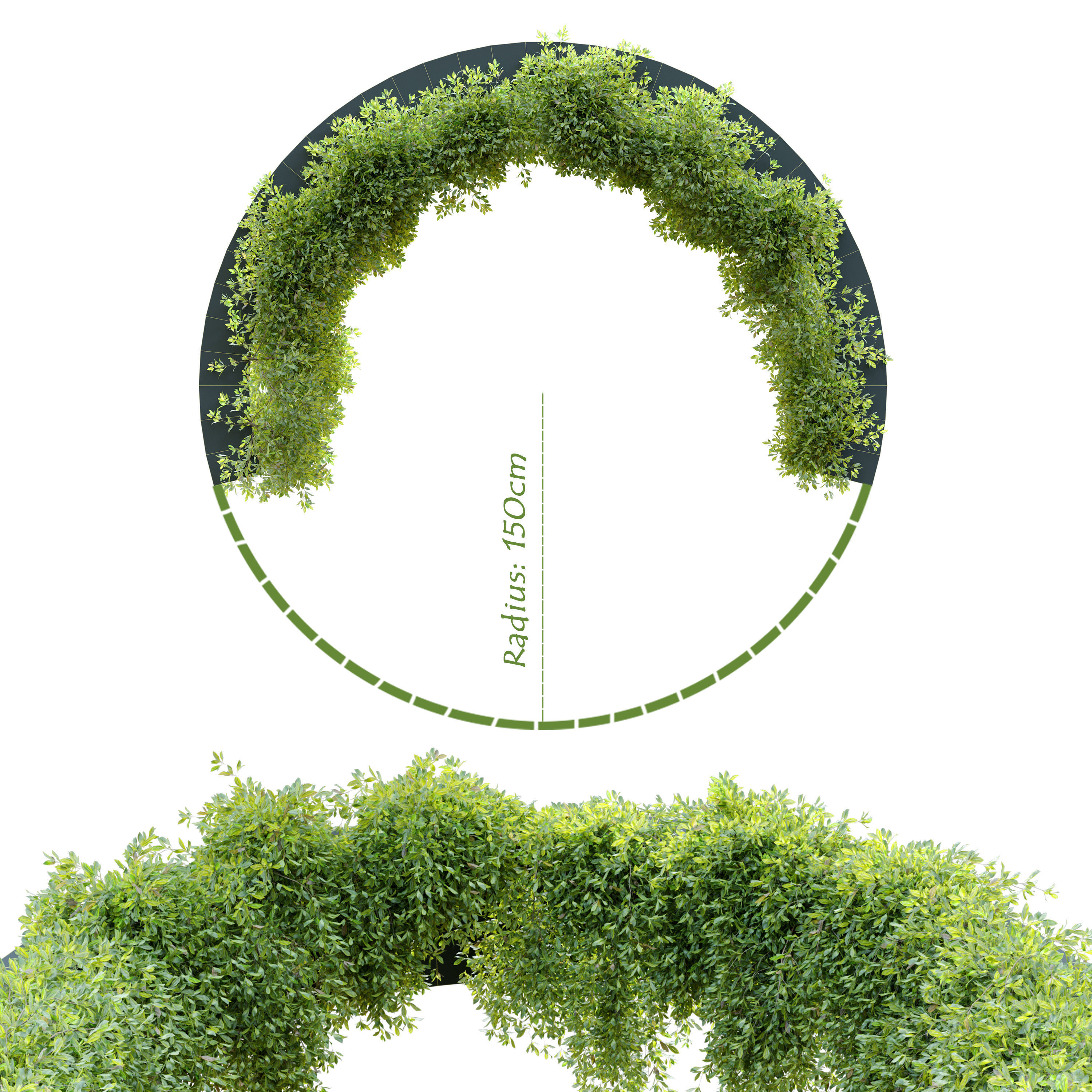 Circular shaped ivy 3D model_3