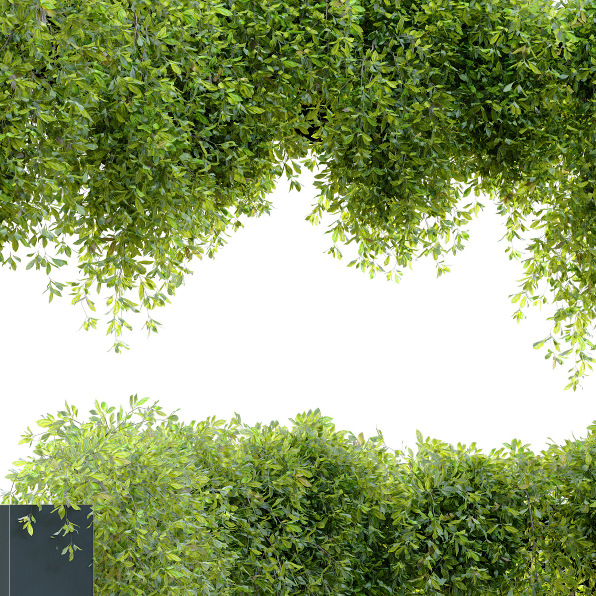 Circular shaped ivy 3D model_5