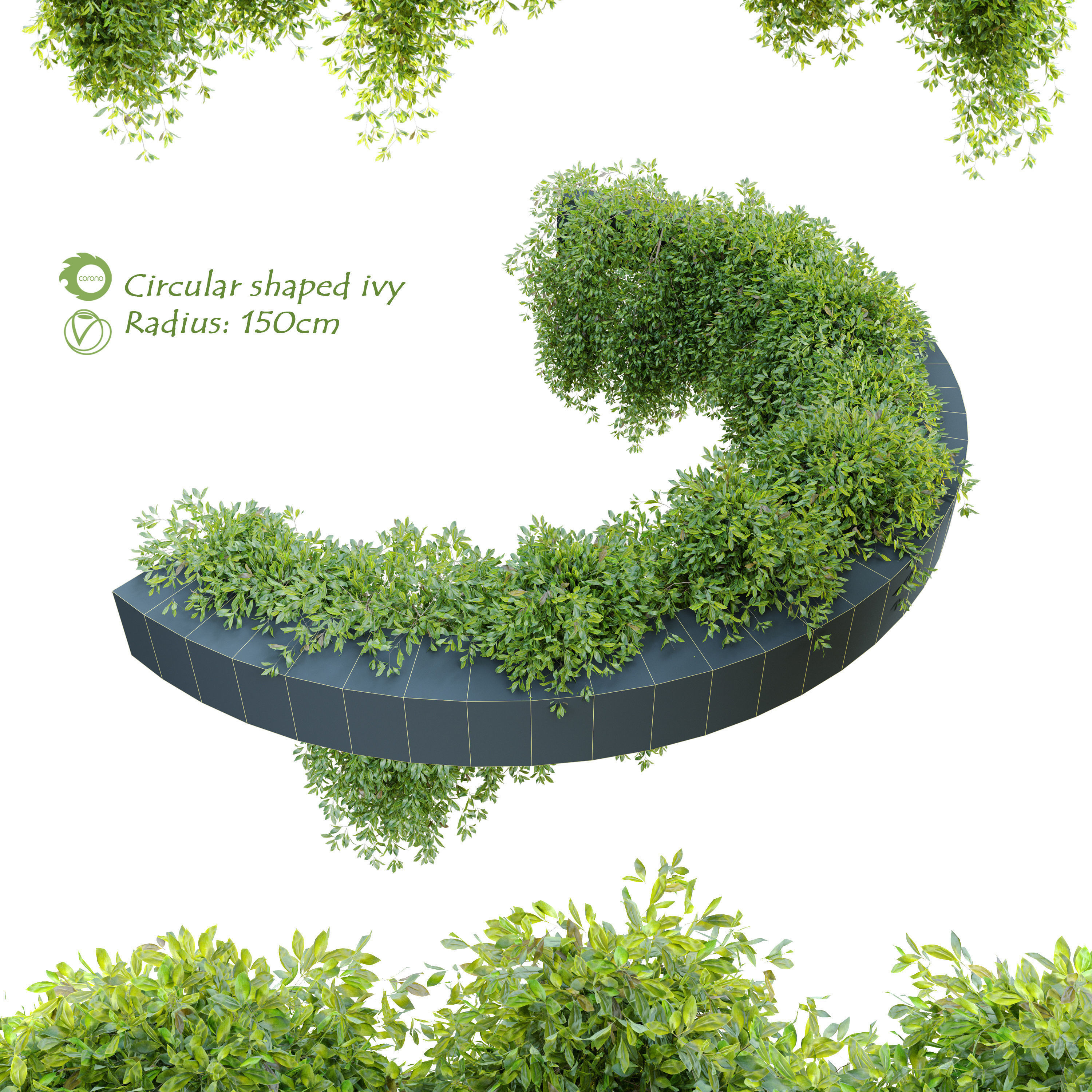 Circular shaped ivy 3D model_1
