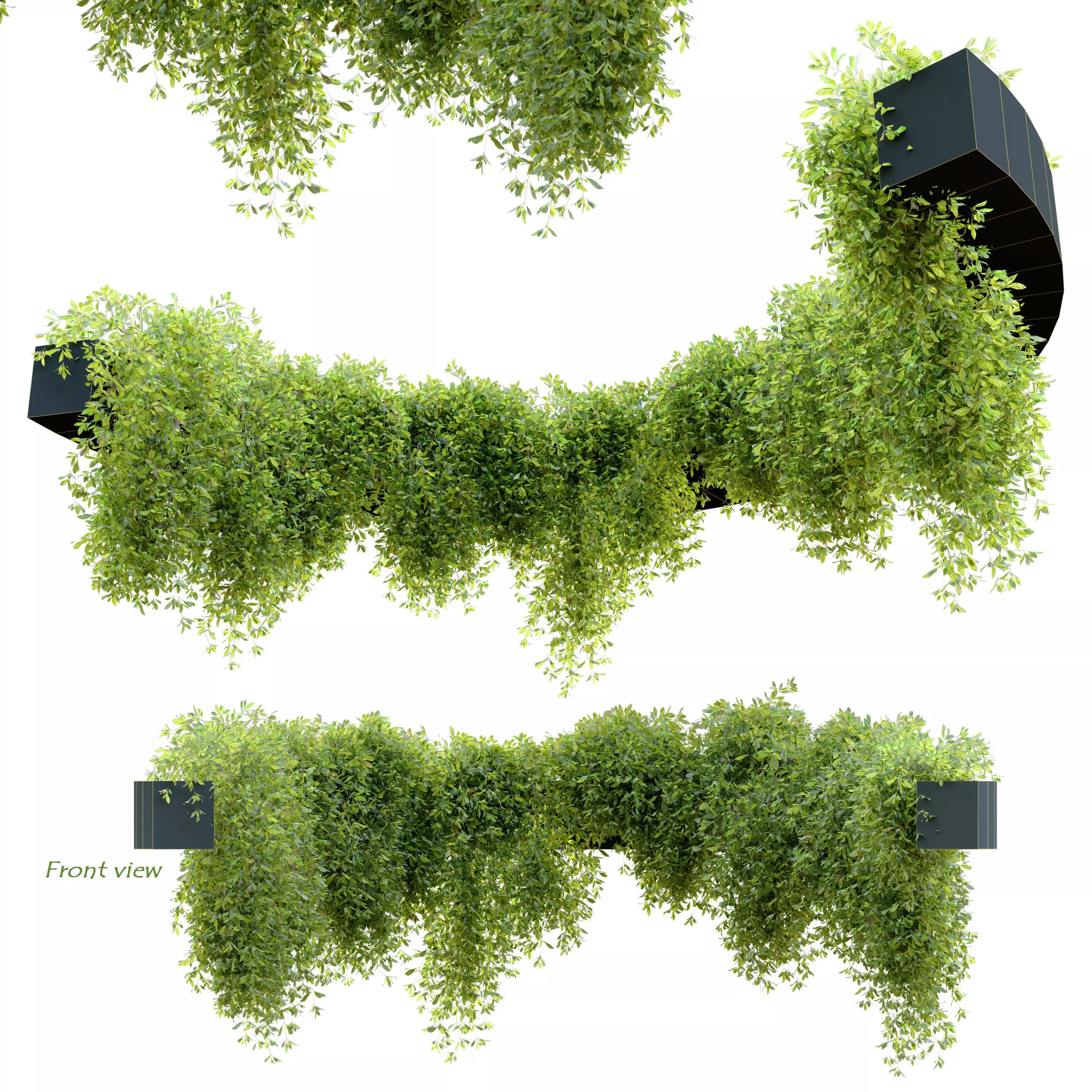 Circular shaped ivy 3D model_0